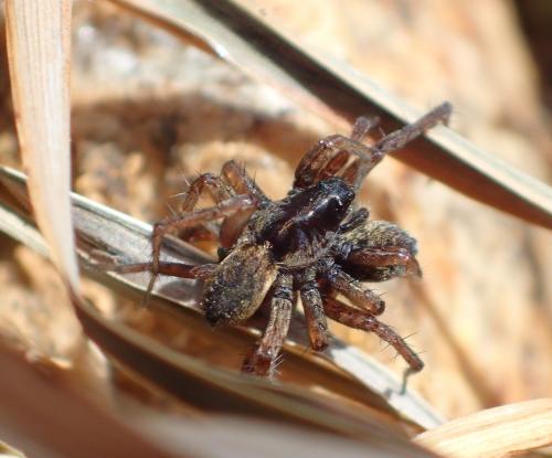 Pardosa sp.
